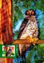 Powerful Owl (Ninox strenua)