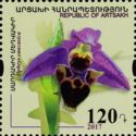 Ophrys caucasica