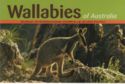 Wallabies
