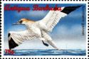 Northern gannet (Morus bassanus)