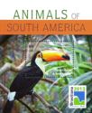 Animals of South America - Toco Toucan (Ramphastos toco)