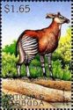 Okapi (Okapia johnstoni)