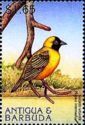 Masked Weaver (Ploceus intermedius)