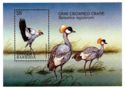 Gray Crowned Crane (Balearica regulorum)