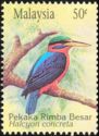 Rufous-collared Kingfisher (Halcyon concreta)
