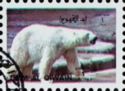Polar Bear (Ursus maritimus)
