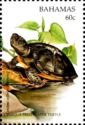 Inagua freshwater turtle