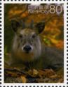 Japanese Serow (Capricornis crispus)
