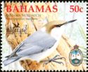 Bahama Nuthatch (Sitta pusilla insularis)