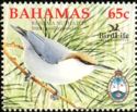 Bahama Nuthatch (Sitta pusilla insularis)