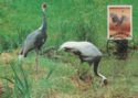 White-naped Crane (Grus vipio)