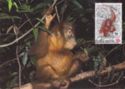 Orangutan (Pongo pygmaeus)