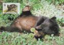 Himalayan Black Bear (Selenarctos thibetanus)