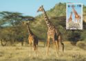 Reticulated Giraffe (Giraffa camelopardalis reticulata)