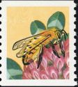 Honey Bee (Apis mellifera)