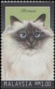 Birman (Felis silvestris catus)
