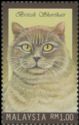 British Shorthair Cat (Felis silvestris catus)