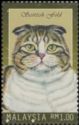Scottish Fold (Felis silvestris catus)