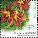 Daylily (Hemerocallis hybrida)