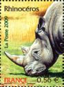 White Rhinoceros (Ceratotherium simum)