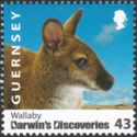 Wallaby (Macropus sp.)