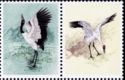 Whooping Crane (Grus americana), Black-necked Crane
