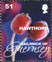 Hawthorn