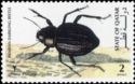 Arabian Darkling Beetle (Pimelia arabica)