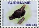 Lesser Yellow-headed Vulture (Cathartes burrovianus)