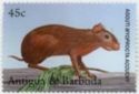 Agouti (Myoprocta acouchy)