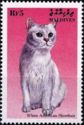 White American Shorthair (Felis silvestris catus)