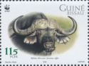Cape Buffalo (Syncerus caffer)