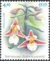 Marsh Helleborine (Epipactis palustris)