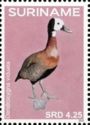 White-faced Whistling-Duck (Dendrocygna viduata)