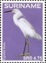 Snowy Egret (Egretta thula)