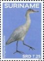 Whistling Heron (Syrigma sibilatrix)