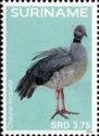 Southern Screamer (Chauna torquata)