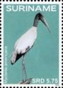 Wood stork (Mycteria americana)