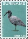 Plumbeous Ibis (Theristicus caerulescens)