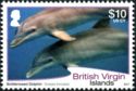 Common Bottlenose Dolphin (Tursiops truncatus)