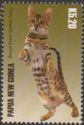 Bengal brown spotted tabby