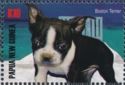 Boston terrier