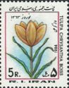 Tulip