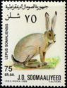 Abyssinian hare (Lepus somaliensis)