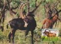 Giant Sable Antelope (Hippotragus niger variani)