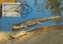 Gharial (Gavialis gangeticus)