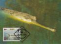 Gharial (Gavialis gangeticus)