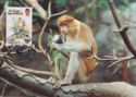 Proboscis Monkey (Nasalis larvatus)