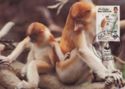 Proboscis Monkey (Nasalis larvatus)