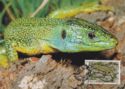 Green Lizard (Lacerta viridis)